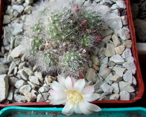 Айлостера зацвела!