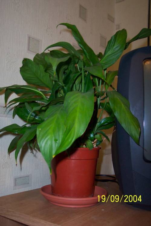 Спатифиллум, спасенный от погибели