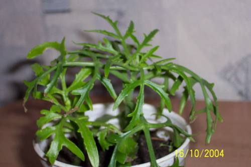 Kalanchoe laciniata, купленное у бабульки