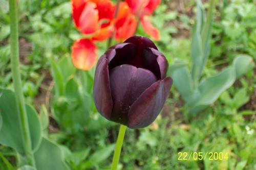 Черный тюльпан