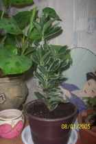 Нажмите, чтобы увеличить