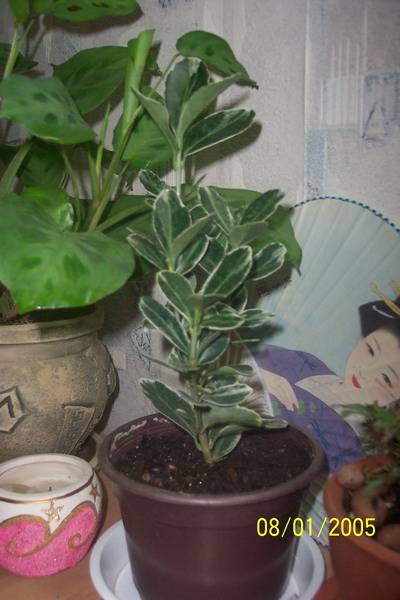 Лигуструм японский вариегата