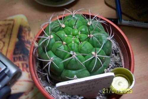 Gymnocaliciun pfanzii