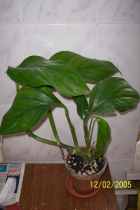 Нажмите, чтобы увеличить