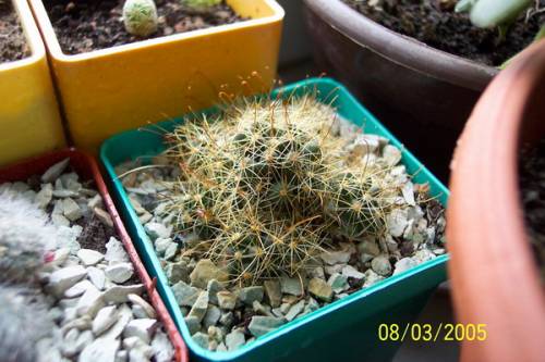 Mammillaria wildii