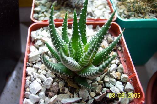 Haworthia attenuata
