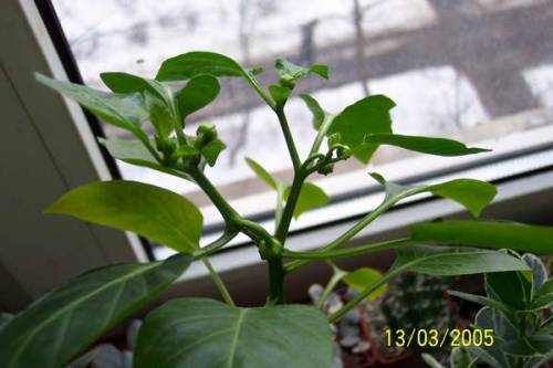 Выросло из семечка - перец сладкий