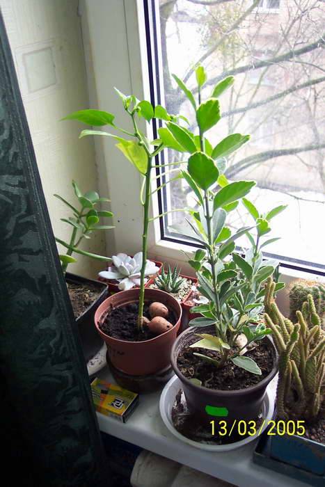 Лигуструм и перец