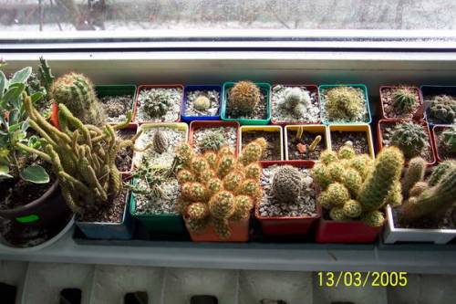 Кактусы после зимовки