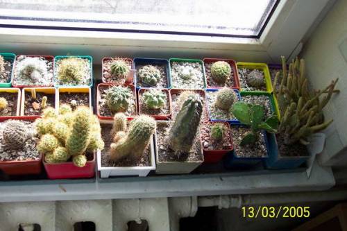 Кактусы после зимовки - 2 поддон