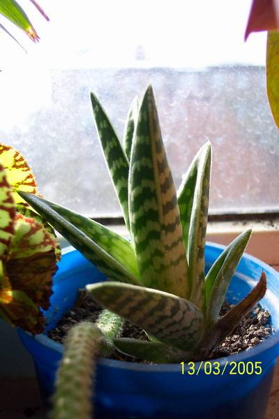 Алоэ пестрое