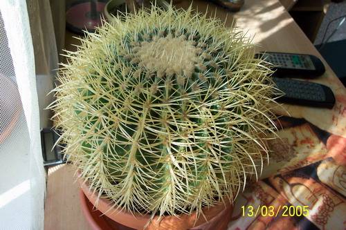 Эхинокактус Грузона