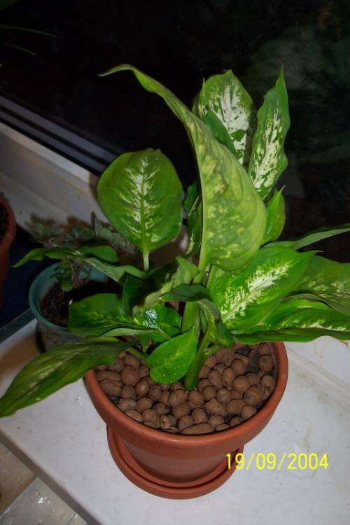 Иоганн-Себастьян Диффенбах