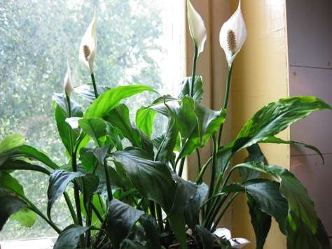 Спатифиллум (Spathiphyllum)