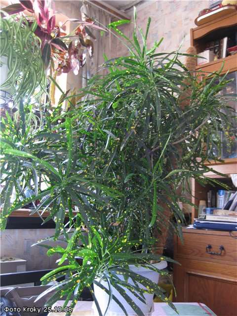 Кротон Пиктум Спот (Codiaeum variegatum 
