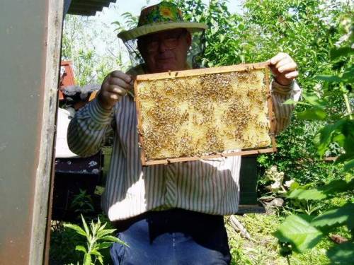 Пчёлы отстраивают новый сот