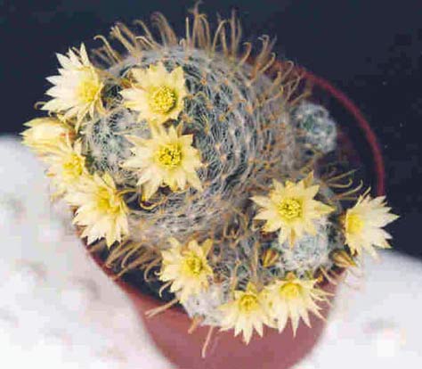 Mammillaria nana