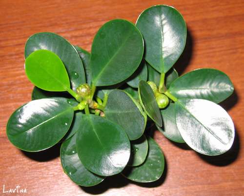 Фикус (Ficus formosa)