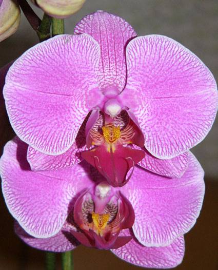 фаленопсис