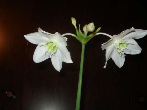 цветок эухариуса
