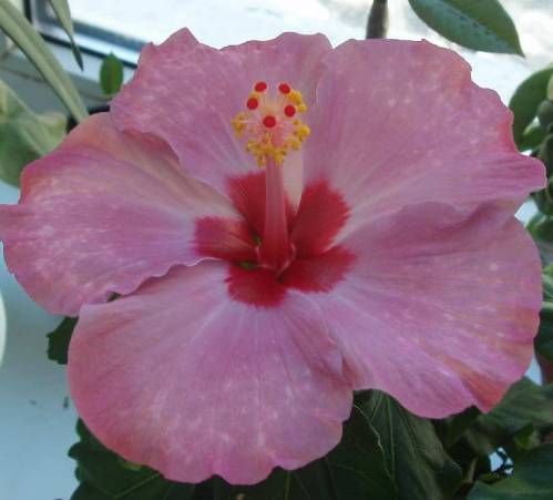 hibiscus Candy wings