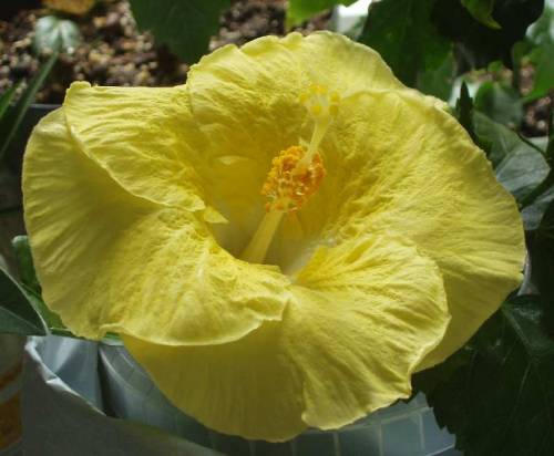 hibiscus Kinchen Yellow