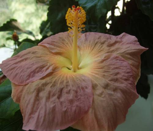 hibiscus Tiger`s eye