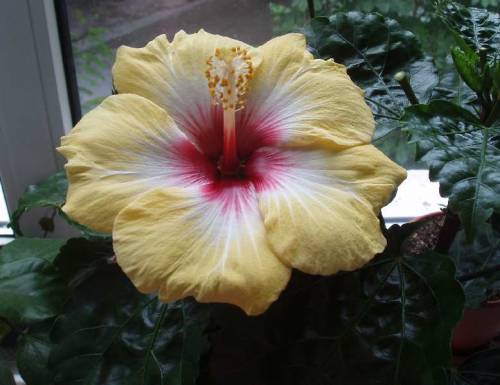 hibiscus Yellow