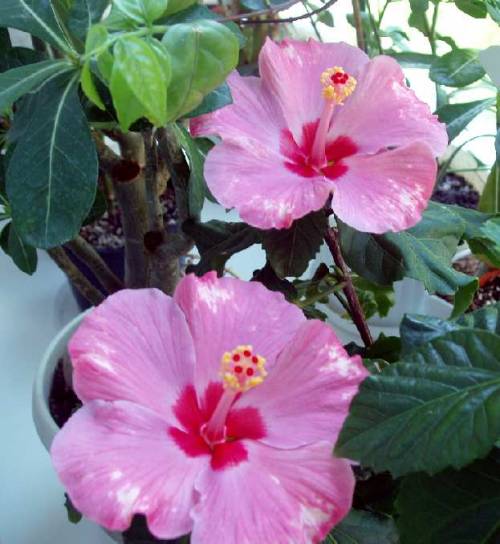 hibiscus Candy wings