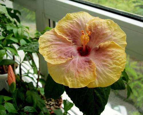 hibiscus Gabriel