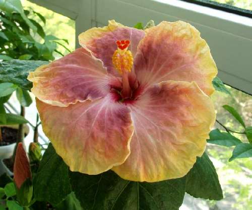 hibiscus Gabriel