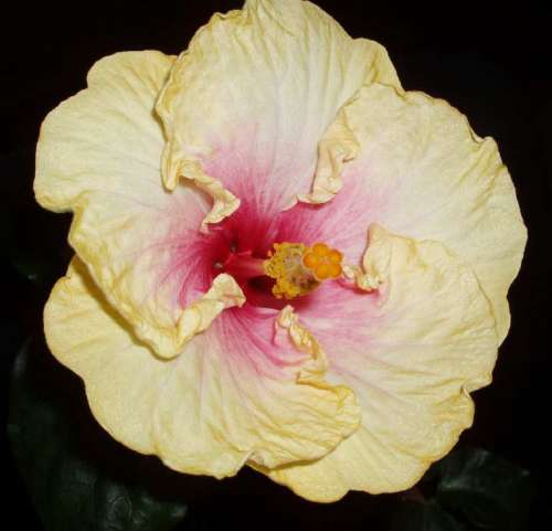 hibiscus Acadian Spring2