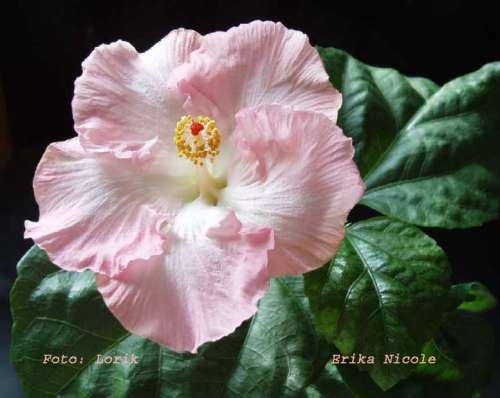hibiscus Erika Nicole