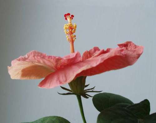 hibiscus Etoufee