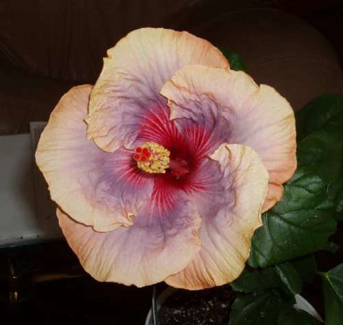 hibiscus Louise Bennett