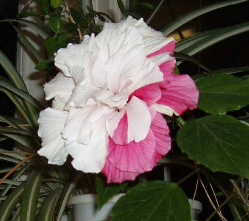 hibiscus white