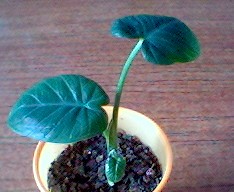 арум, маленький