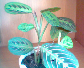 маранта триколор