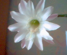 второй бутон раскрылся