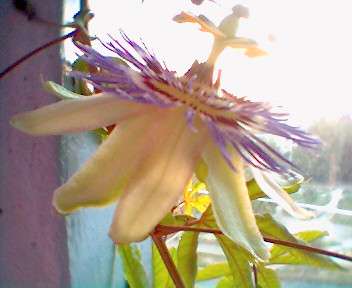 пассифлора