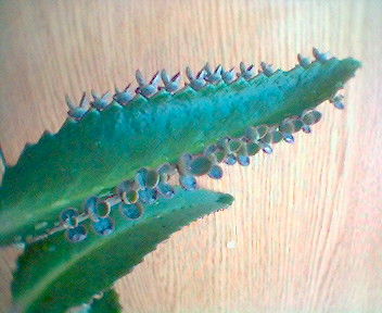 маленькие калахойчики или детский сад