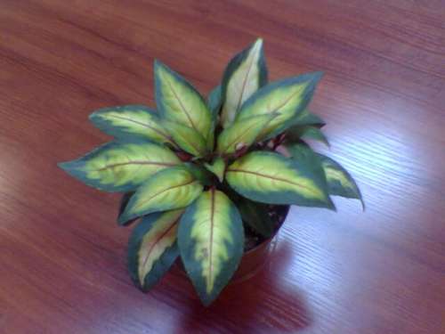 пестролистный бальзамин