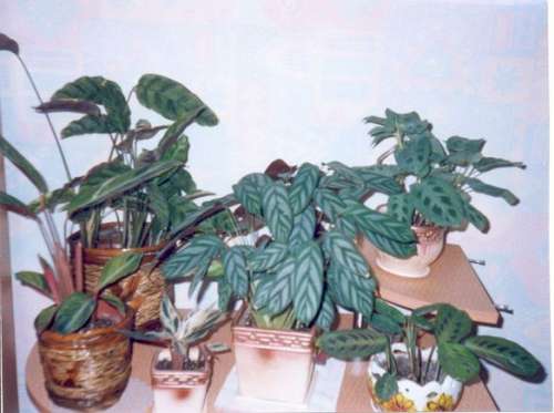 марантовый уголок