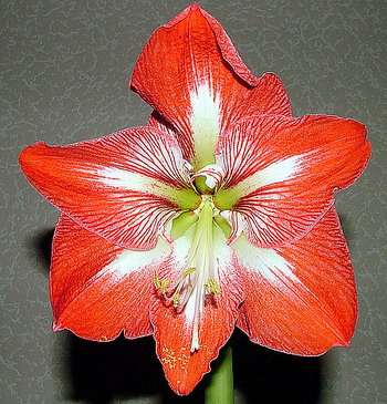 Цветок Амариллиса