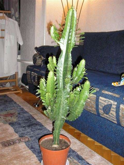 Euphorbia Trigona 1