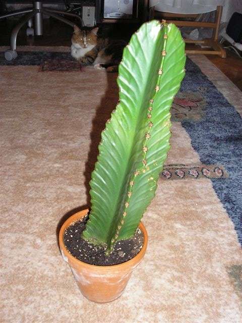 Euphorbia X 1 до цветения