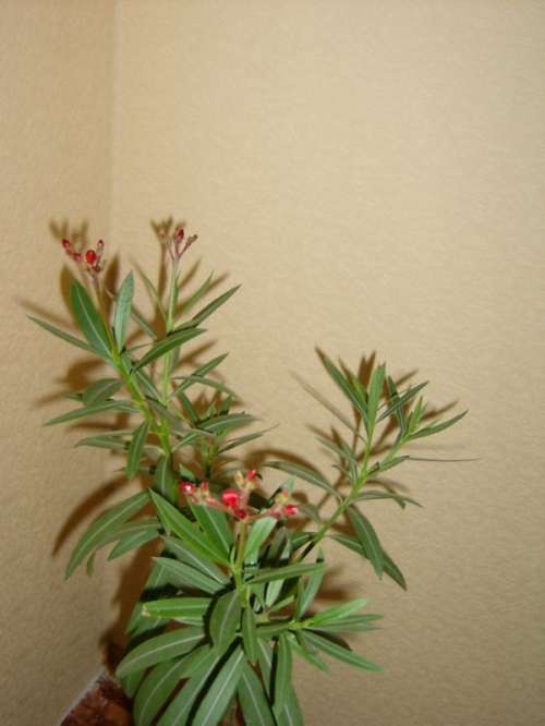 Nerium oleander бутоны