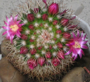 Маммилярия цветет