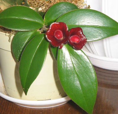 Эсхинантус цветет