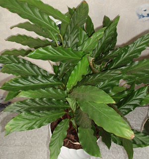 Калатея рыжебородая